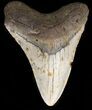 Megalodon Tooth - North Carolina #38707-1